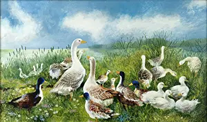 Bullrushes: The Geese on a Sunny Day