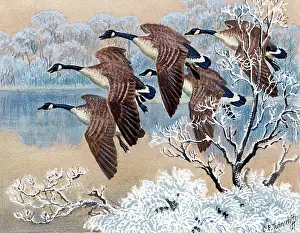 Tunnicliffe: Geese