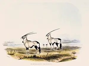 Cornwallis: Gembok