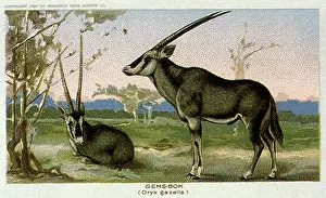 Oryx: Gemsbok
