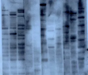 Knighted: Gene Mapping, DNA Fingerprint by Alec Jeffreys