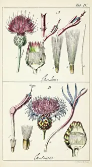 Carduus: 'Genera Carduus ('true thistle') and Centaurea.'