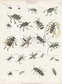 Glowworm: Genera of Coleoptera beetles