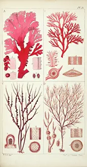 Genera: Four genera of sea-weed