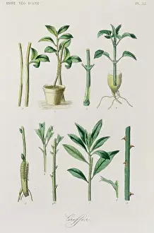 Regne: General concepts of Horticulture Ornament