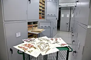 Herbarium: The General Herbarium, Darwin Centre