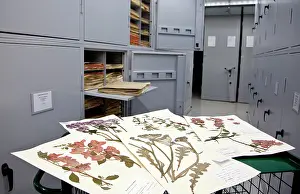 Herbarium: General Herbarium, Darwin Centre
