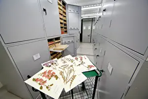 Herbarium: General Herbarium, Darwin Centre