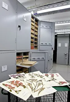 Herbarium: General Herbarium, Darwin Centre