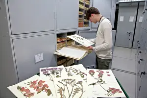 Herbarium: General Herbarium, Darwin Centre