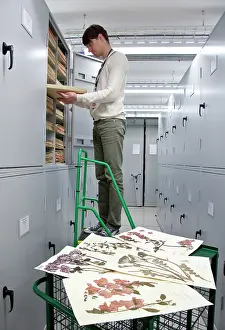 Herbarium: General Herbarium, Darwin Centre