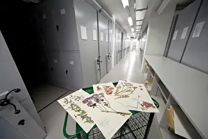 Herbarium: General Herbarium, Darwin Centre