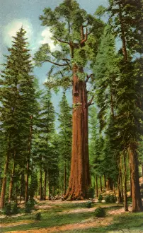 Girth: General Sherman Tree, Sequoia National Park