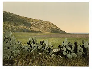 Carmel: General view, Mount Carmel, Holy Land, (i.e. Israel)