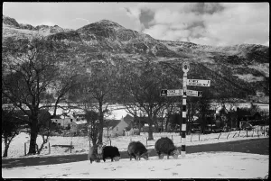 Allerdale: A general view of the village of Buttermere, situated