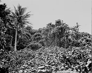 Tonga: General view of woods at Tongataboo