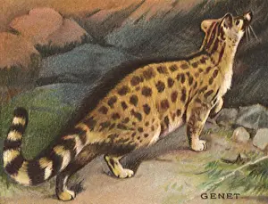 Genet: Genet