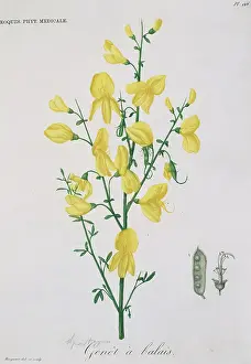Genet: Genet a balais, yellow broom