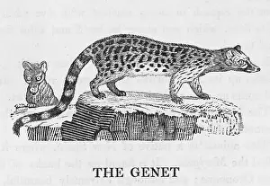 Genet: GENET (BEWICK)