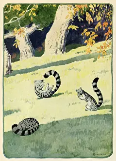 Frolic: Genet Cats Frolicking