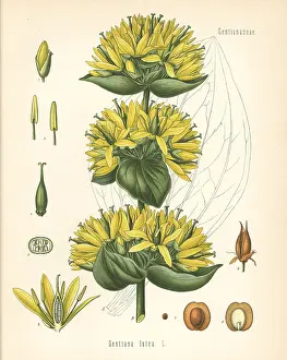 Gentian: Gentian, Gentiana lutea