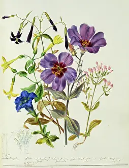 Twining: Gentian sp. gentian