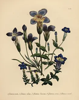 Gentian: Gentian species