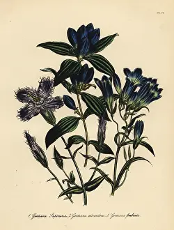 Gentian: Gentian species