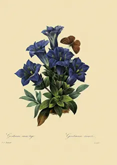 Redoute: Gentiana acaulis