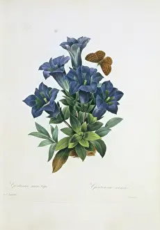 Fleurs: Gentiana acaulis, stemless gentian