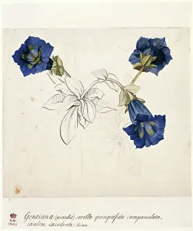 Dionysius: Gentiana acaulis, stemless gentian
