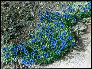 Malby: Gentiana Acaulis (Stemless Gentian)