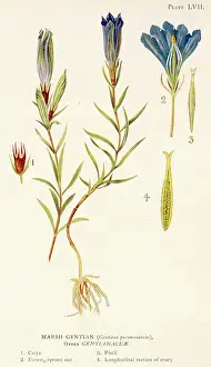 Gentian: GENTIANA PNEUMONANTHE