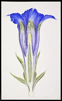 Gentian: Gentiana sp