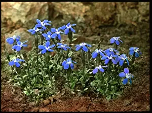 Malby: Gentiana Verna (Spring Gentian)