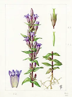 Gentian: Gentianella amarella - autumn gentian