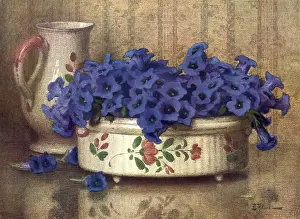 Gentian: Gentianes Bleues