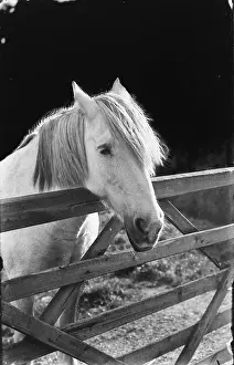 Equine: A Gentle Horse at the Gate