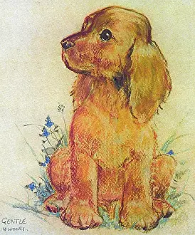 Muriel Dawson Collection: Gentle, a puppy, by Muriel Dawson