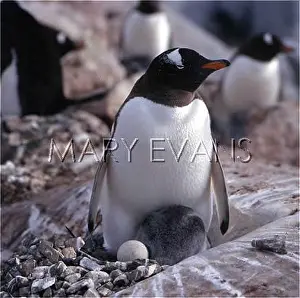 Flippers: GENTOO PENGUIN/CHICK/EGG