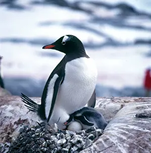Flippers: GENTOO PENGUIN AND YOUNG