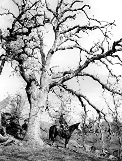 Gnarled: GENUINE COWHAND