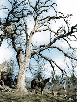 Gnarled: GENUINE COWHAND