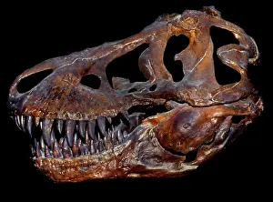 Sockets: A genuine fossilized skull of a T Rex