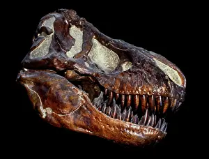 Close Up: A genuine fossilized skull of a T Rex