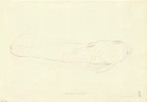 Stargazer: Genyagnus monopterygius, spotted stargazer