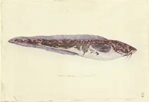 Ling: Genypterus blacodes, pink ling
