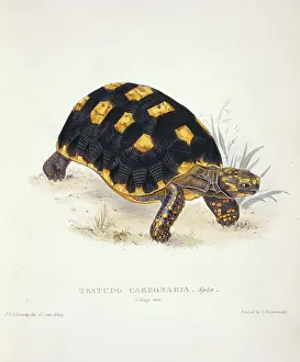 Sowerby: Geochelone carbonaria, red-footed tortoise
