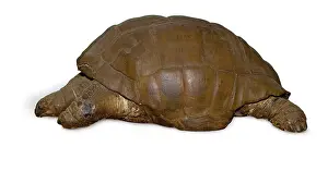 Galapagos: Geochelone elephantopus, giant tortoise