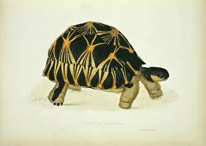 Sowerby: Geochelone radiata, radiated tortoise